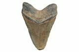 Huge, Fossil Megalodon Tooth - North Carolina #219981-2